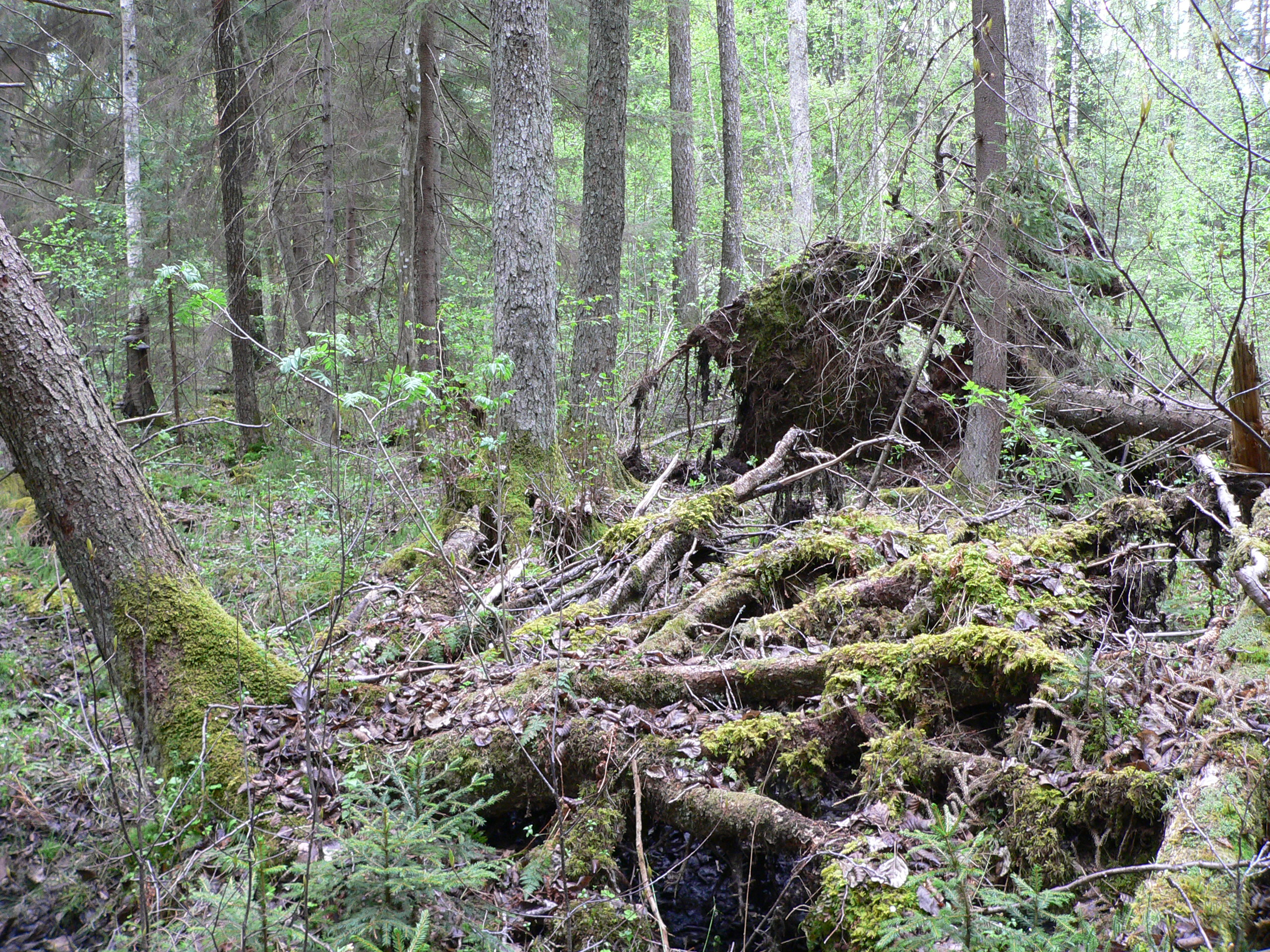 Course Image GeogM014 : Meža ainavas un pārvaldība 