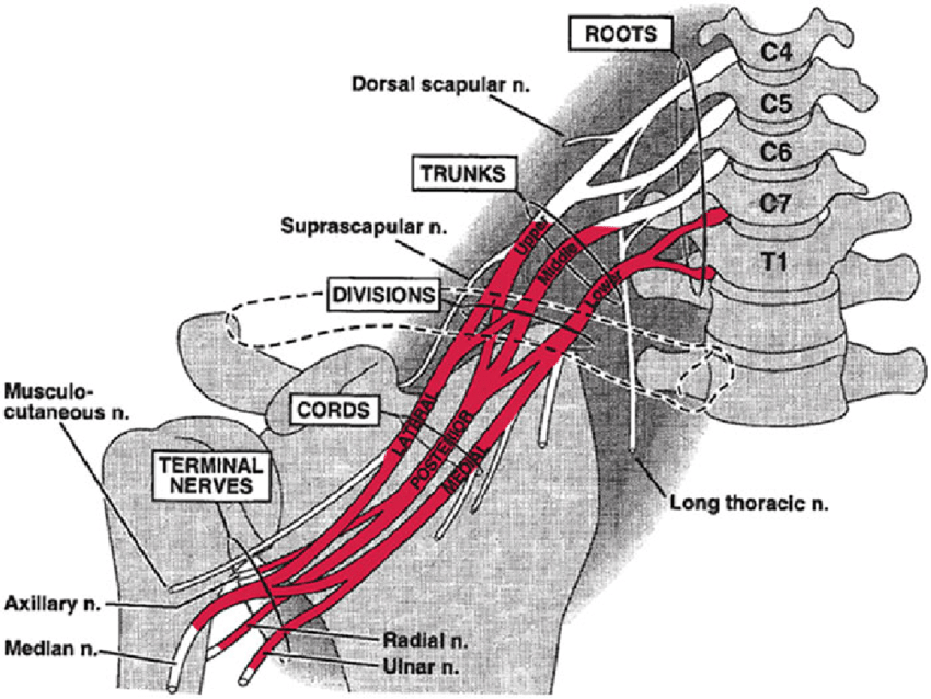 Course Image MediB220 : Cilvēka anatomija III 