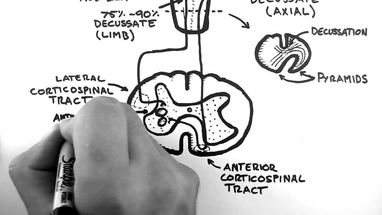 Course Image MediB221 : Normālā anatomija IV