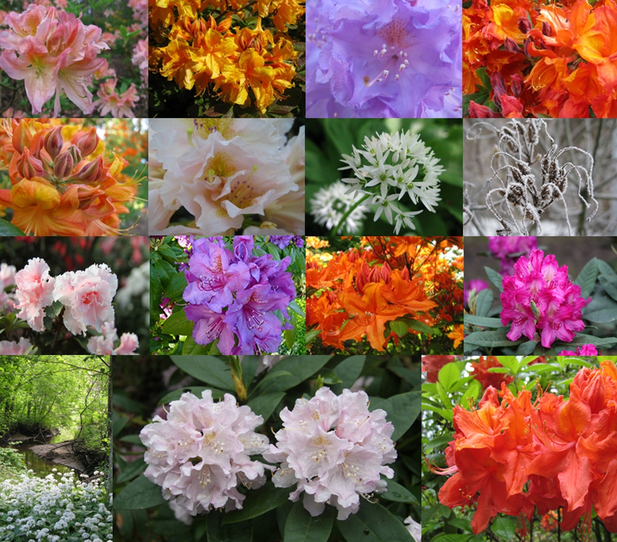 Course Image BiolM027 : Augu introdukcija un selekcija 