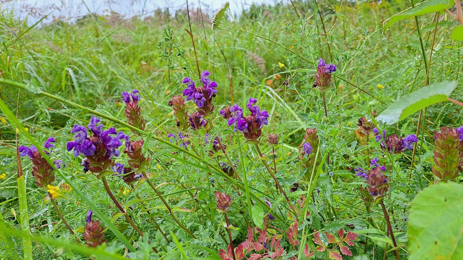 Course Image BiolB028 : Botānika un Latvijas flora 