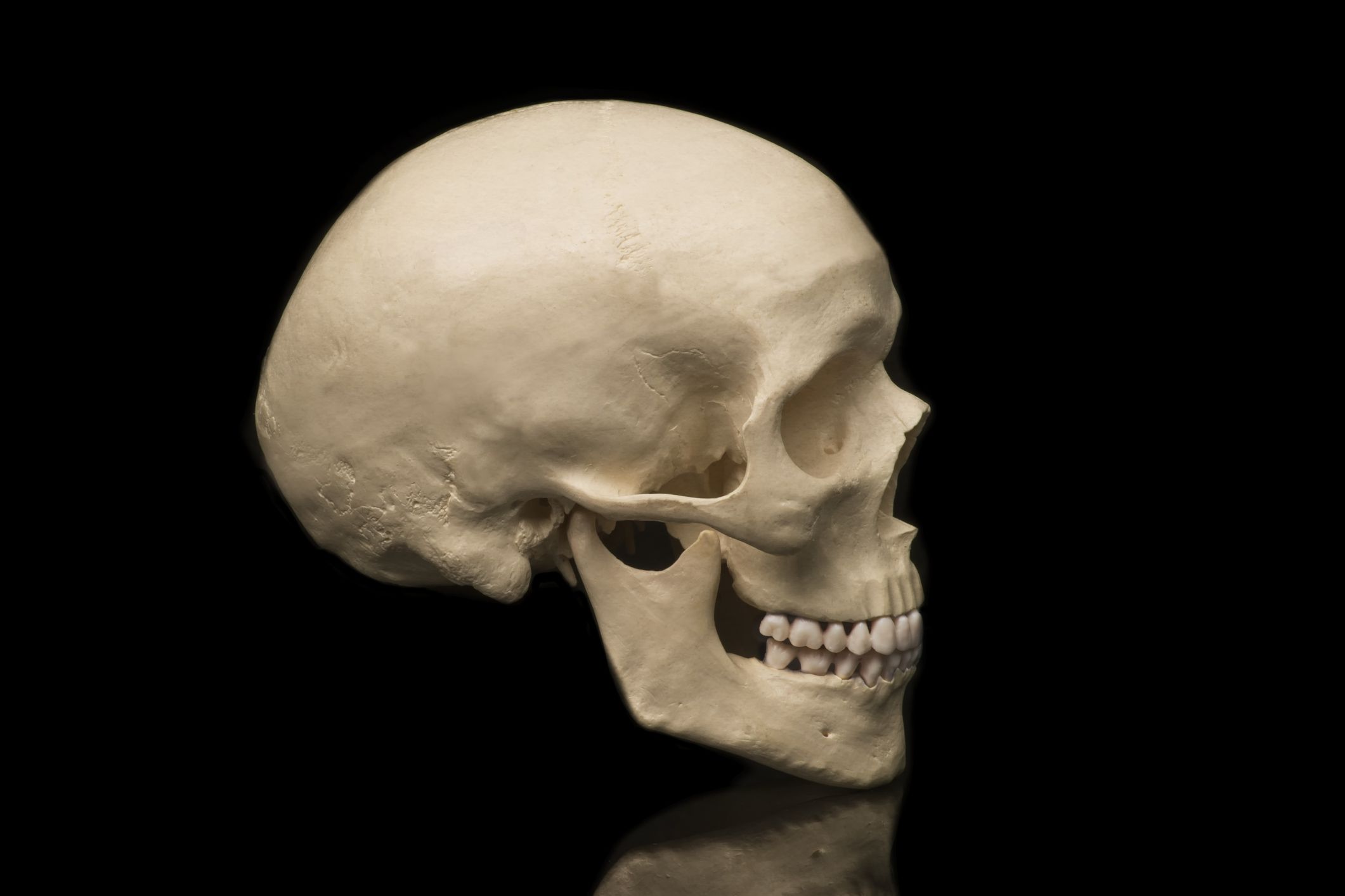 Course Image MediB163 : Normālā anatomija II