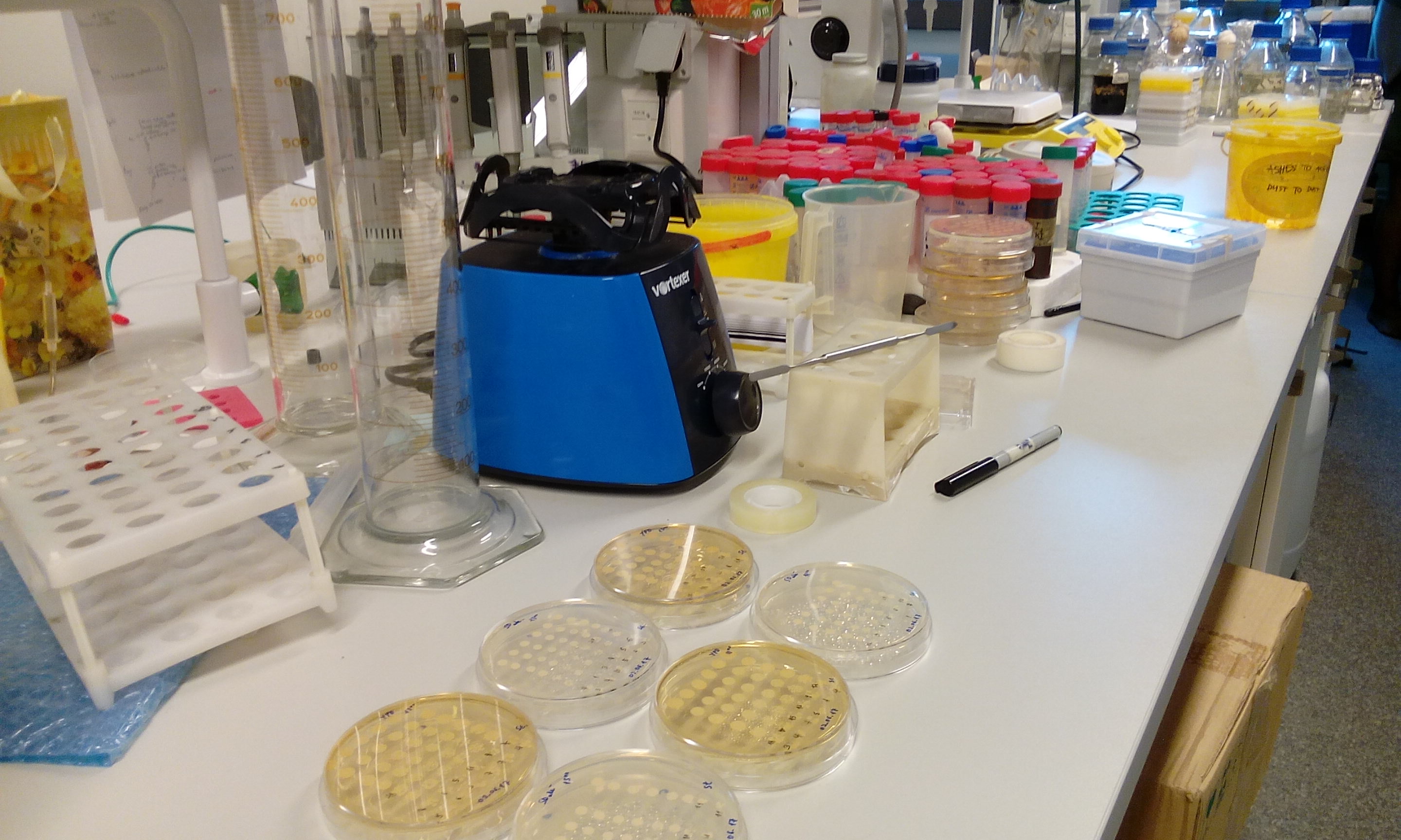 Course Image BiolB114 : Raugu fizioloģija un ģenētika